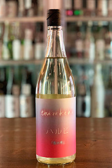 Shirakiku ハルヒ 恋の華 無濾過生原酒 2024年醸造