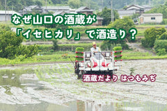 なぜ山口の酒蔵が「イセヒカリ」で酒造り？【酒蔵だより：はつもみぢ】