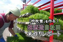 【酒蔵だより・畑酒造】自社田で作る「吟吹雪」。今年の米作りレポート